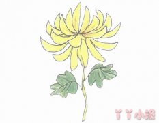 手绘菊花的简笔画怎么画带步骤简单又好看